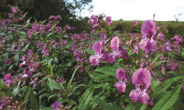 131104 Himalayan Balsam Identification Photo (GBNNSS) CMYK, 10+ Years (1) (1)