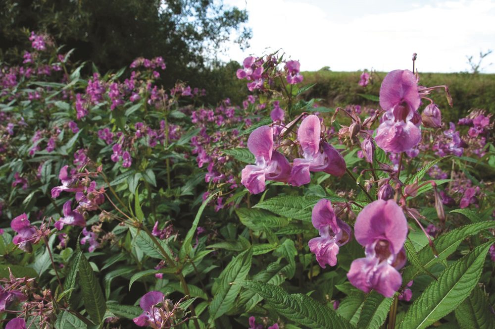 131104 Himalayan Balsam Identification Photo (GBNNSS) CMYK, 10+ Years (1) (1)