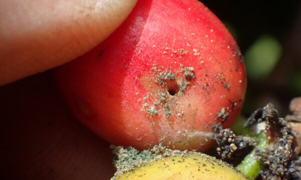 Coffee berry borer damage