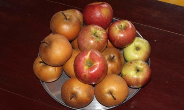 Harvested apples in DPR Korea