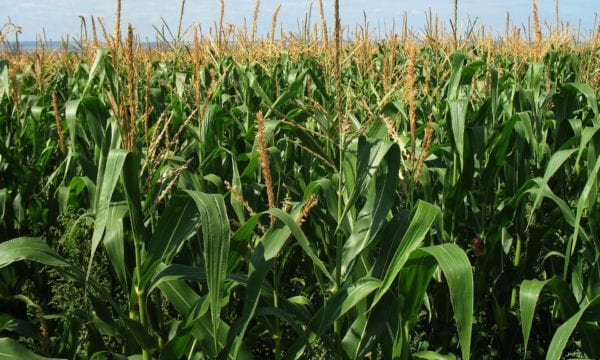 Corn field