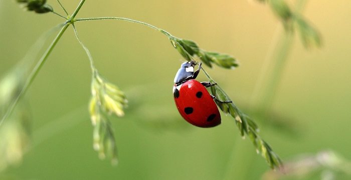 ladybird on a leaf
