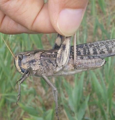 Locust - project target species