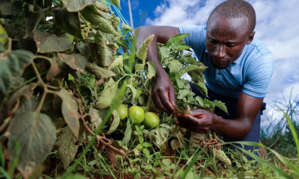 Male farmer checking for infestations