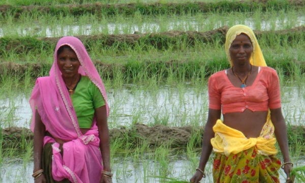 two ladies in a rice field