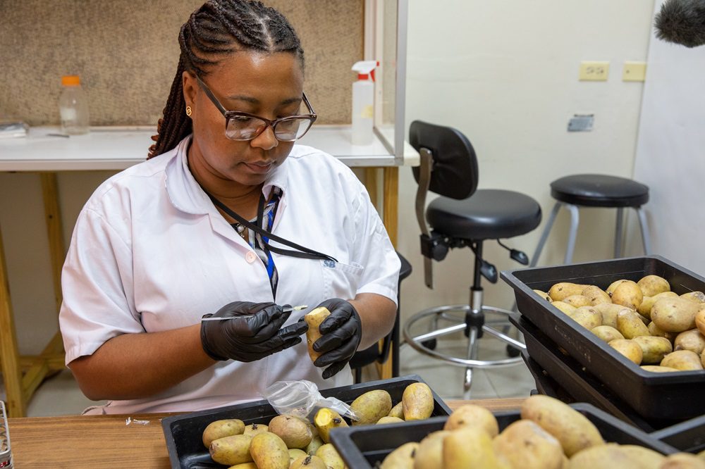 Workers at the RADA Bodles Research Station in Jamaica.