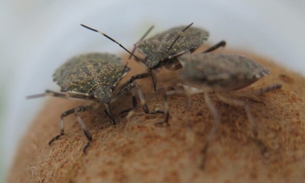 Stink-bug-on-kiwi
