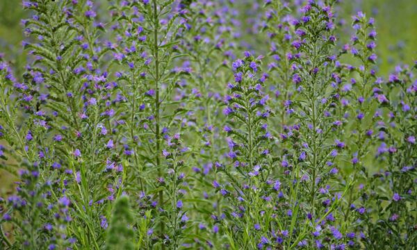 Blueweed, Echium vulgare. Credit: Pixabay, jhenning