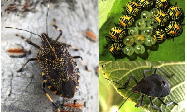 Yellow spotted stink bug